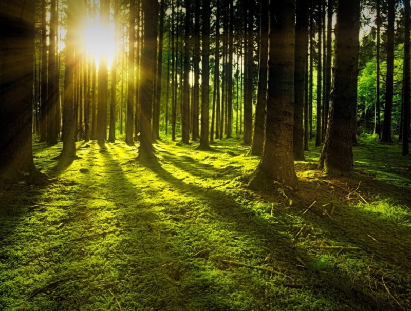 Kuvassa metsää, jonne paistaa aurinko.