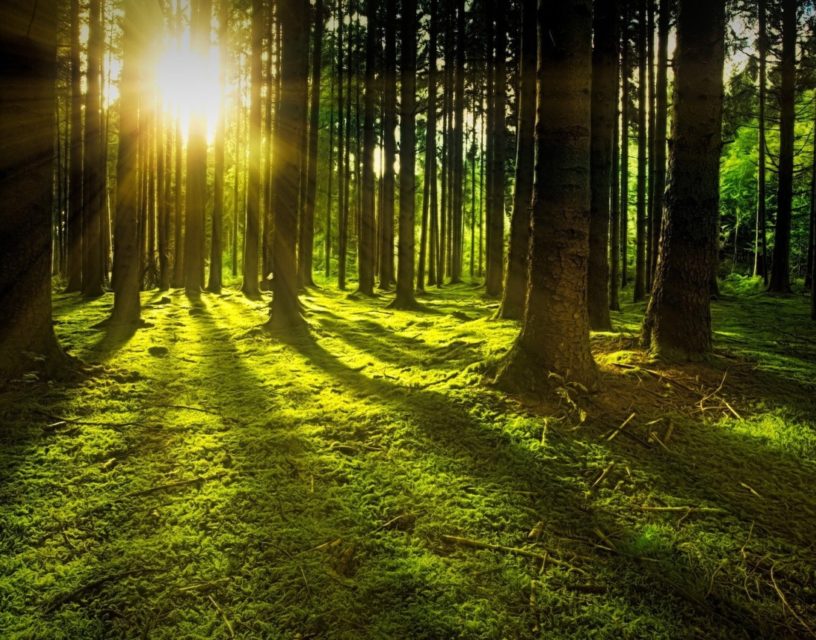 Kuvassa metsää, jonne paistaa aurinko.